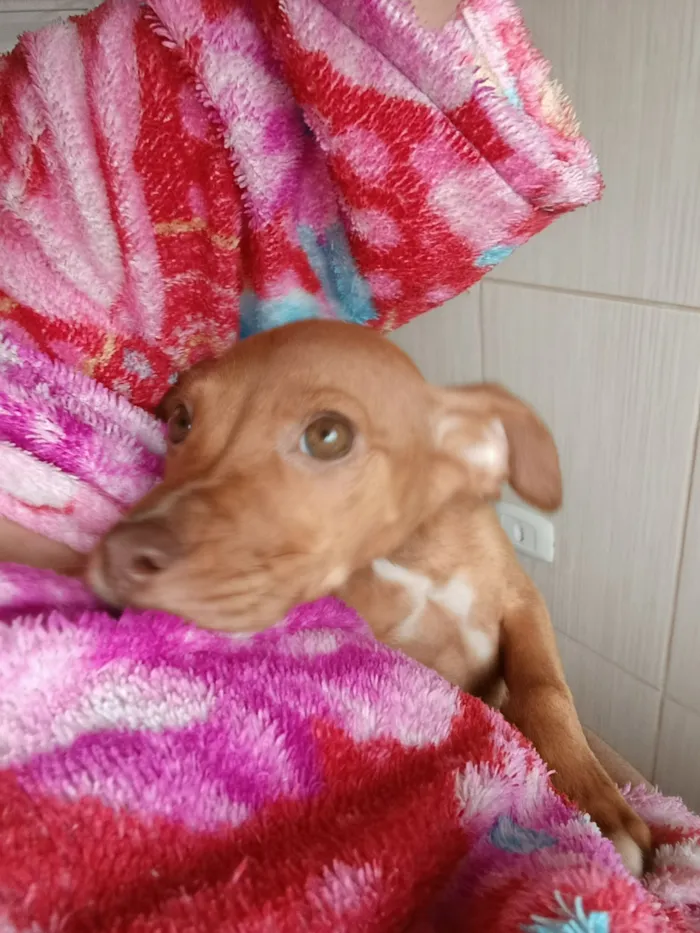 Cachorro raça SRD-ViraLata idade Abaixo de 2 meses nome biscoito 