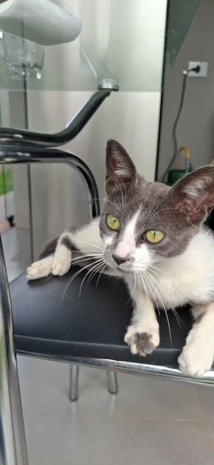 Gato raça SRD-ViraLata idade 2 a 6 meses nome Dominique