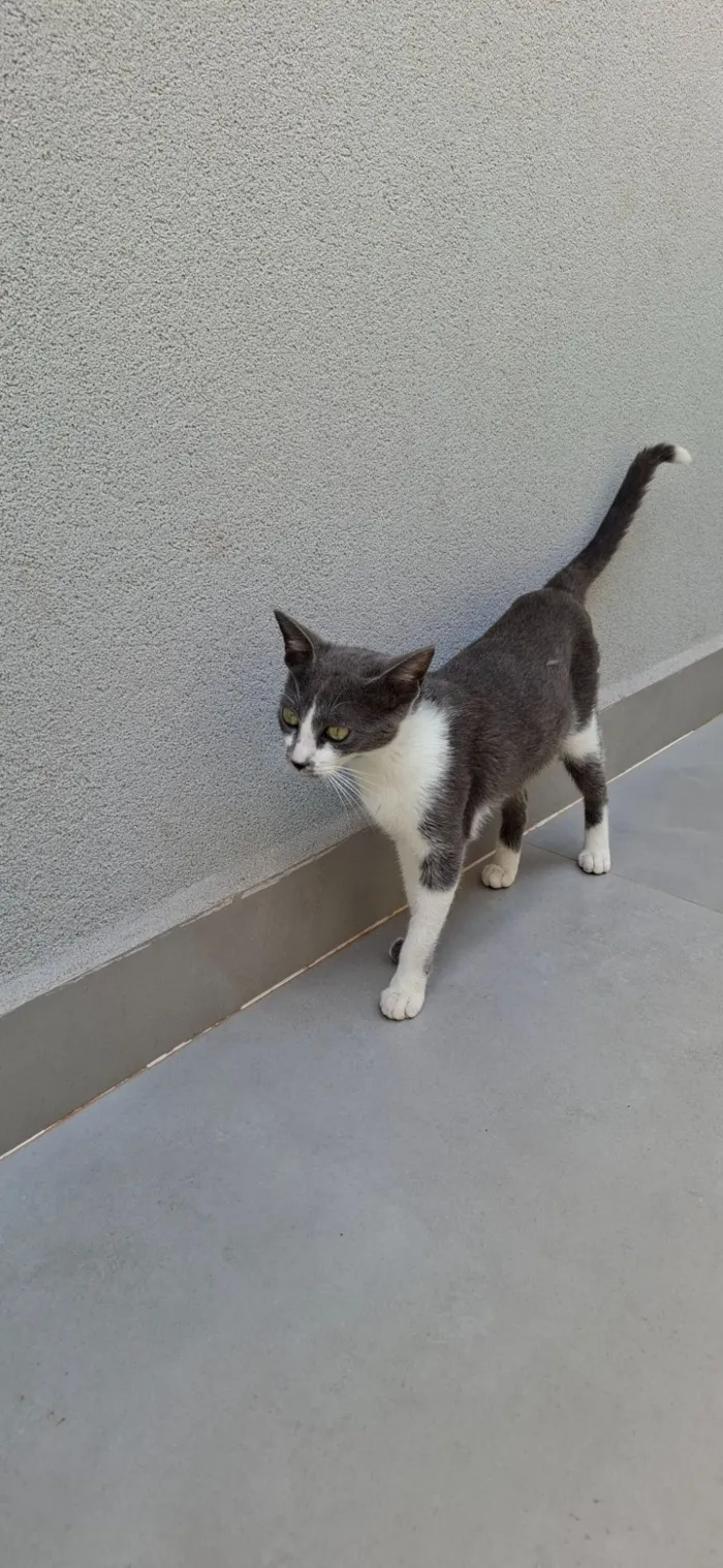 Gato raça SRD-ViraLata idade 2 a 6 meses nome Dominique