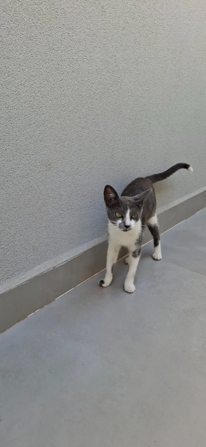 Gato raça SRD-ViraLata idade 2 a 6 meses nome Dominique