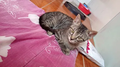 Gato raça SRD-ViraLata idade 2 a 6 meses nome Tigradinhos 