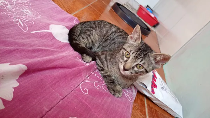 Gato raça SRD-ViraLata idade 2 a 6 meses nome Tigradinhos 