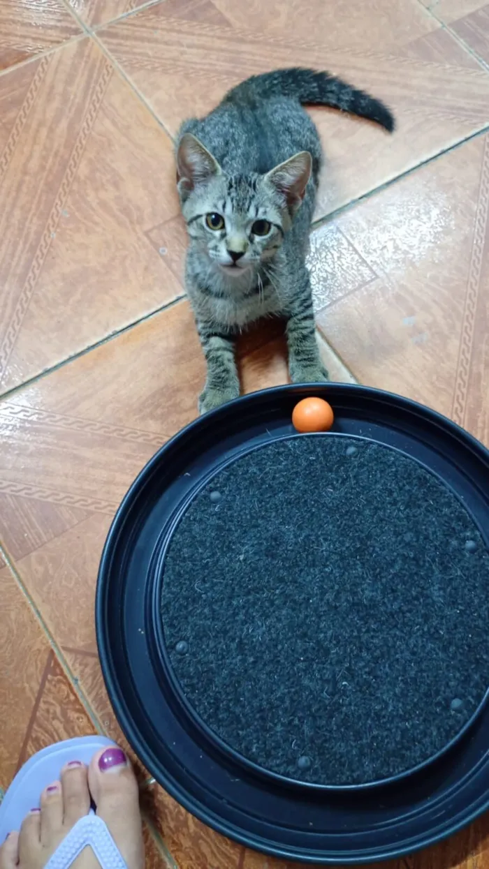 Gato raça SRD-ViraLata idade 2 a 6 meses nome Tigradinhos 