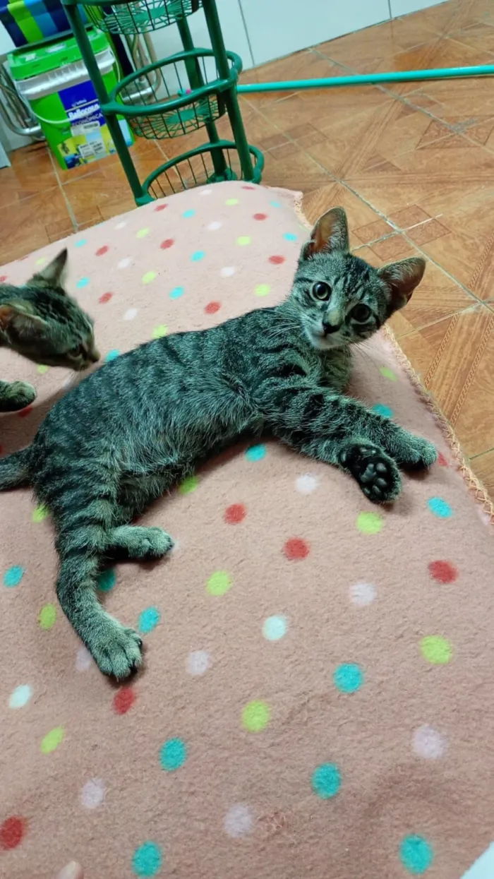 Gato raça SRD-ViraLata idade 2 a 6 meses nome Tigradinhos 