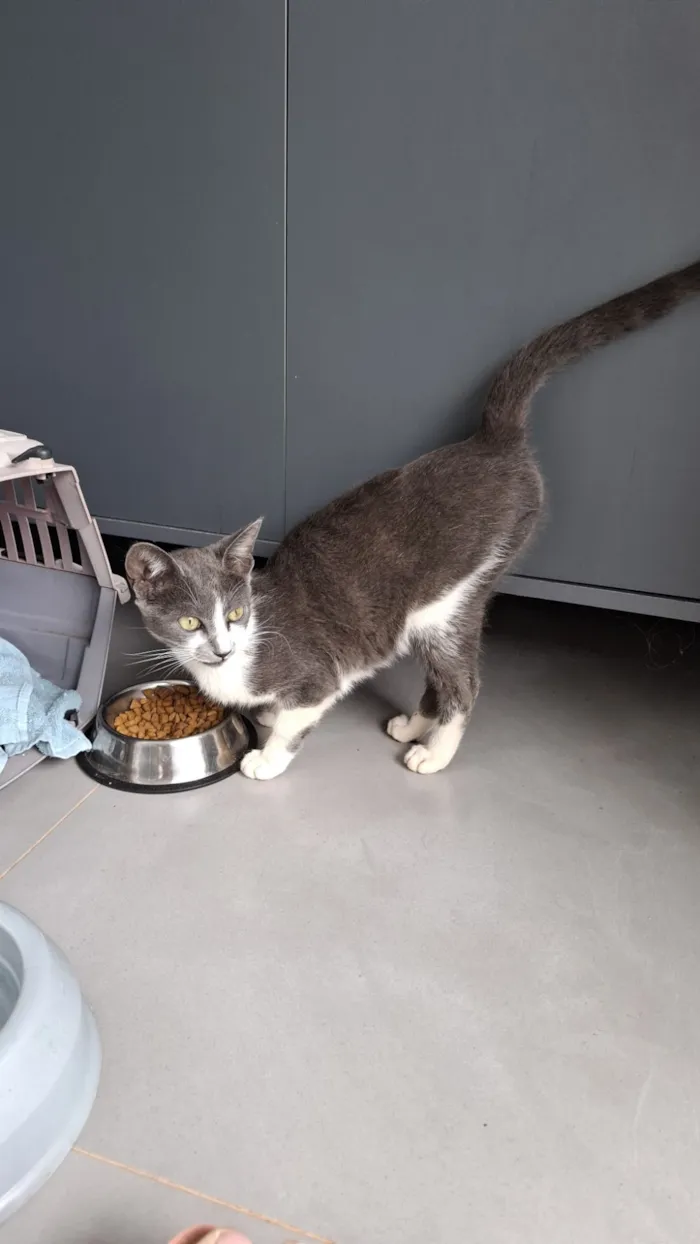 Gato raça SRD-ViraLata idade 2 a 6 meses nome Dominique