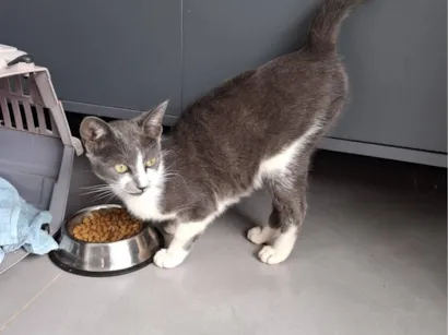 Gato raça SRD-ViraLata idade 2 a 6 meses nome Dominique