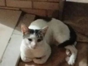 Gato raça SRD-ViraLata idade 3 anos nome Biscoito ??