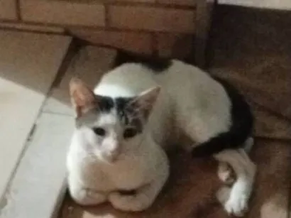 Gato raça SRD-ViraLata idade 3 anos nome Biscoito ??
