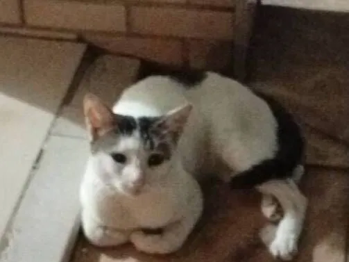 Gato raça SRD-ViraLata idade 3 anos nome Biscoito ??