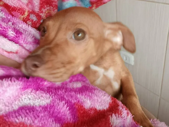 Cachorro raça SRD-ViraLata idade Abaixo de 2 meses nome biscoito 