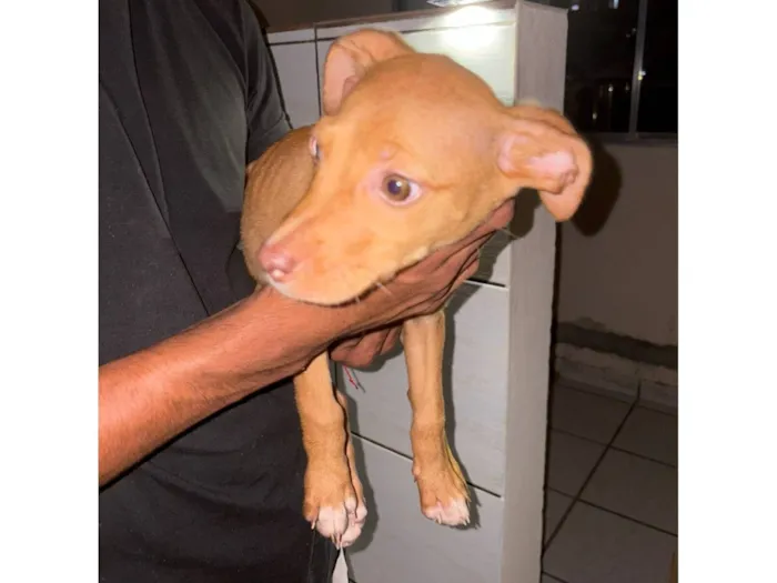 Cachorro raça SRD-ViraLata idade Abaixo de 2 meses nome biscoito 