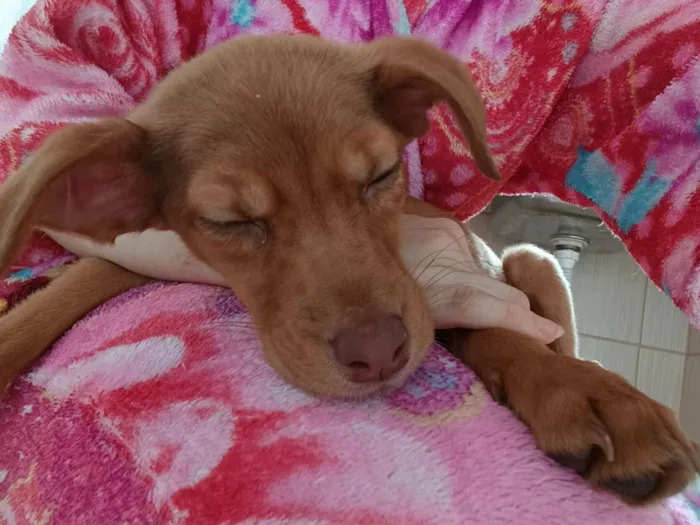 Cachorro raça SRD-ViraLata idade 2 a 6 meses nome pão