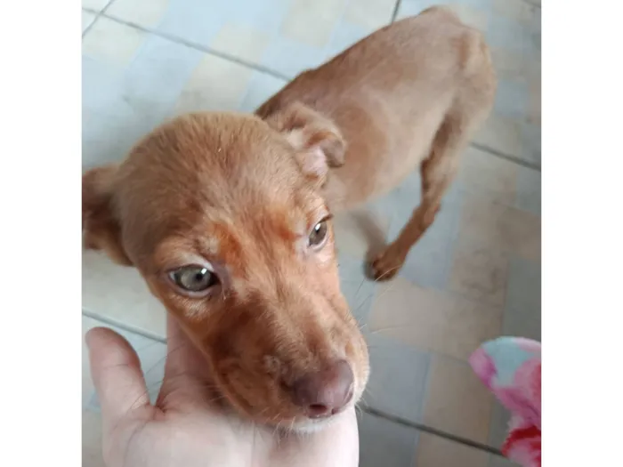 Cachorro raça SRD-ViraLata idade 2 a 6 meses nome pão