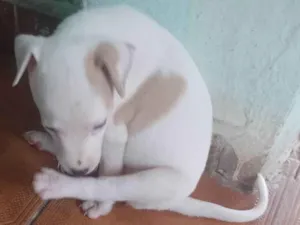 Cachorro raça SRD-ViraLata idade 2 anos nome Branquinho 