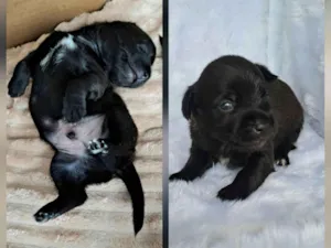 Cachorro raça SRD-ViraLata idade 2 a 6 meses nome Pepeu