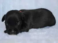 Cachorro raça SRD-ViraLata idade 2 a 6 meses nome Bituca