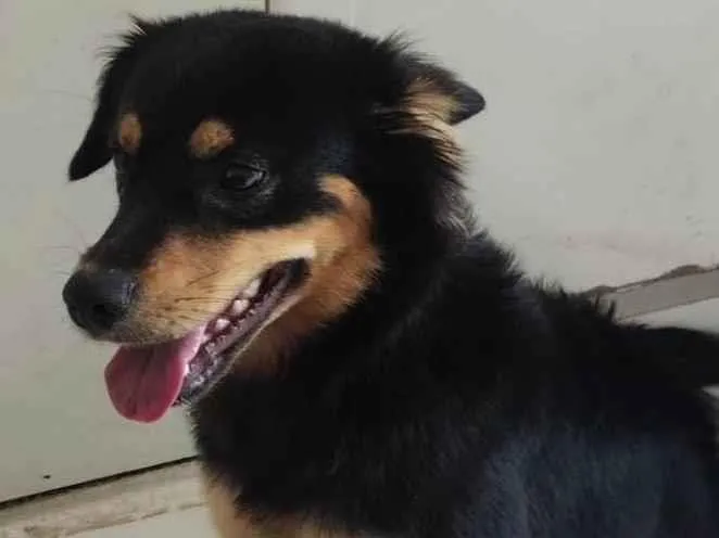 Cachorro raça SRD-ViraLata idade 2 a 6 meses nome Sem nome
