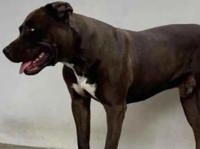 Cachorro raça Pit-Bull idade 5 anos nome Barugui 