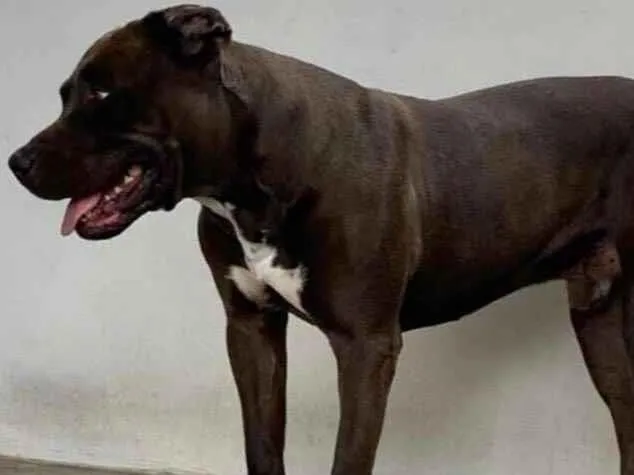 Cachorro raça Pit-Bull idade 5 anos nome Barugui 