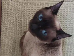 Gato raça SRD-ViraLata idade 1 ano nome Fofinha