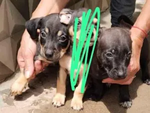 Cachorro raça SRD-ViraLata idade Abaixo de 2 meses nome sem nome 