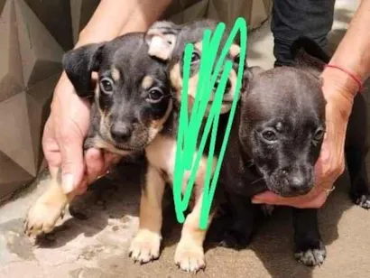 Cachorro raça SRD-ViraLata idade Abaixo de 2 meses nome sem nome 