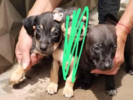 Cachorro raça SRD-ViraLata idade Abaixo de 2 meses nome sem nome 