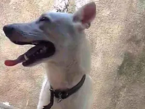 Cachorro raça Pastor Alemão idade 7 a 11 meses nome Skanck 