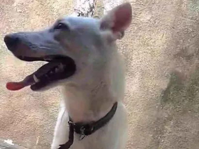 Cachorro raça Pastor Alemão idade 7 a 11 meses nome Skanck 