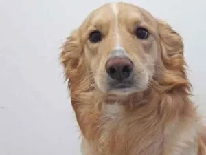 Cachorro raça SRD-ViraLata idade 5 anos nome Thor 