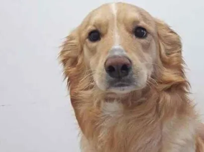 Cachorro raça SRD-ViraLata idade 5 anos nome Thor 