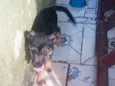 Cachorro raça SRD-ViraLata idade 2 a 6 meses nome Thor