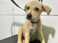 Cachorro raça SRD-ViraLata idade Abaixo de 2 meses nome Amora