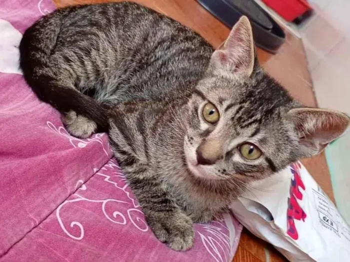 Gato raça SRD-ViraLata idade 2 a 6 meses nome Tigradinhos 