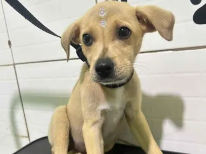 Cachorro raça SRD-ViraLata idade Abaixo de 2 meses nome Amora