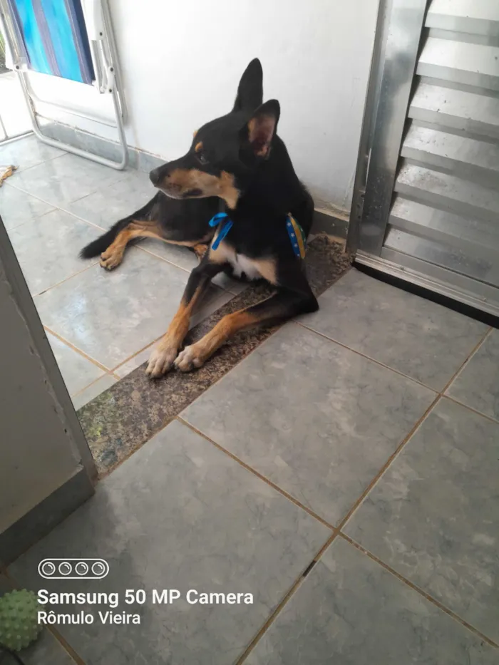 Cachorro raça SRD-ViraLata idade 5 anos nome Pretinho