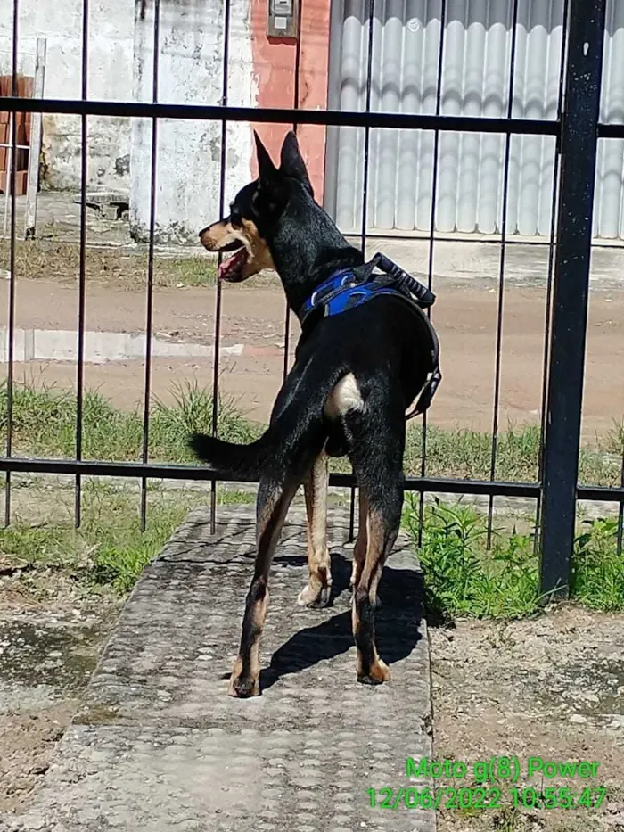 Cachorro raça SRD-ViraLata idade 5 anos nome Pretinho