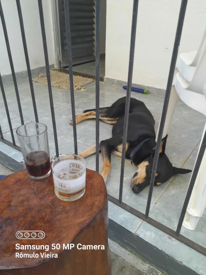 Cachorro raça SRD-ViraLata idade 5 anos nome Pretinho
