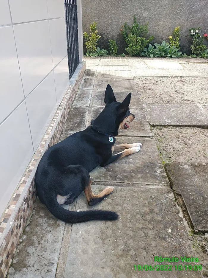 Cachorro raça SRD-ViraLata idade 5 anos nome Pretinho