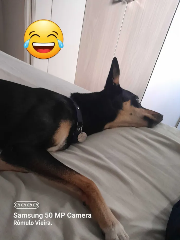 Cachorro raça SRD-ViraLata idade 5 anos nome Pretinho