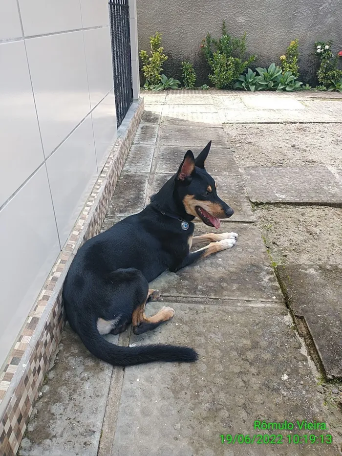 Cachorro raça SRD-ViraLata idade 5 anos nome Pretinho