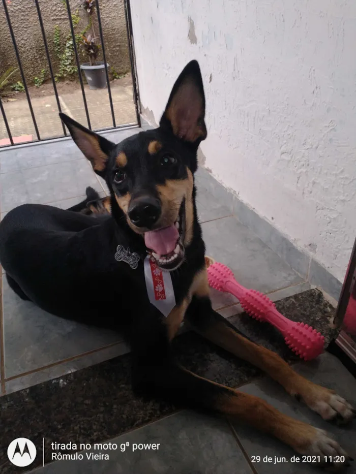 Cachorro raça SRD-ViraLata idade 5 anos nome Pretinho