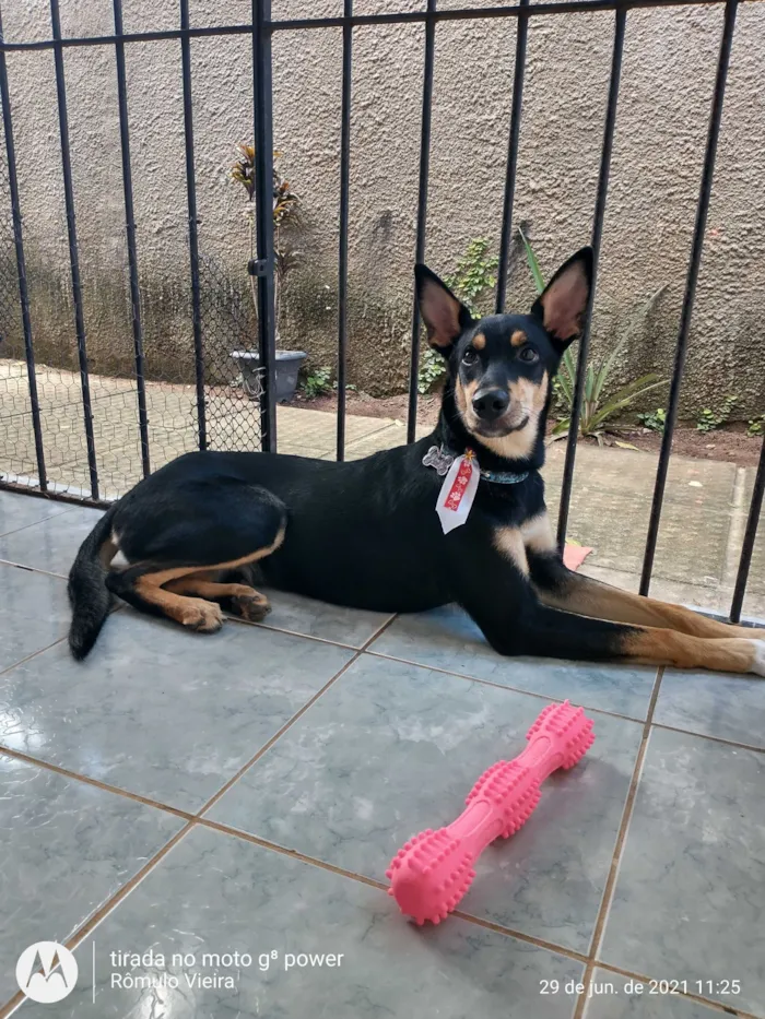 Cachorro raça SRD-ViraLata idade 5 anos nome Pretinho