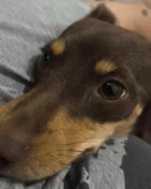 Cachorro raça SRD-ViraLata idade 1 ano nome Vaghar