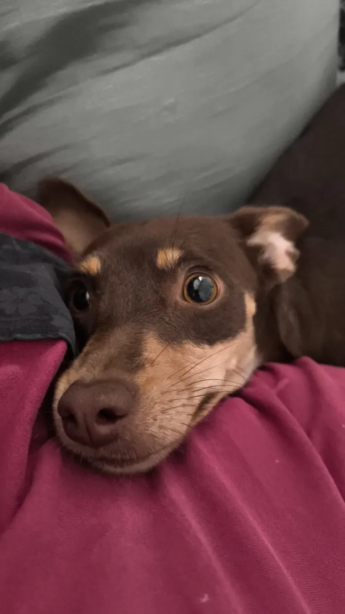 Cachorro raça SRD-ViraLata idade 1 ano nome Vaghar
