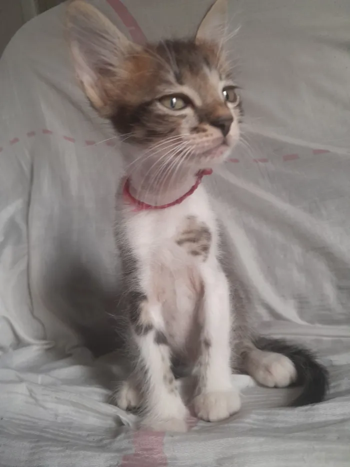 Gato raça Siamês idade 2 a 6 meses nome Tomca,Jerry,arroz e cockie 