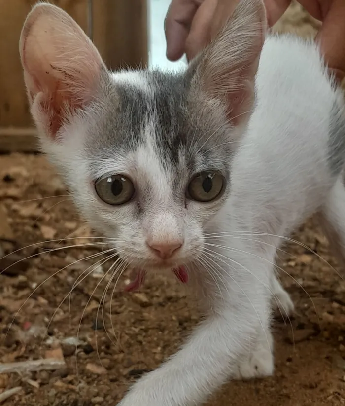 Gato raça Siamês idade 2 a 6 meses nome Tomca,Jerry,arroz e cockie 