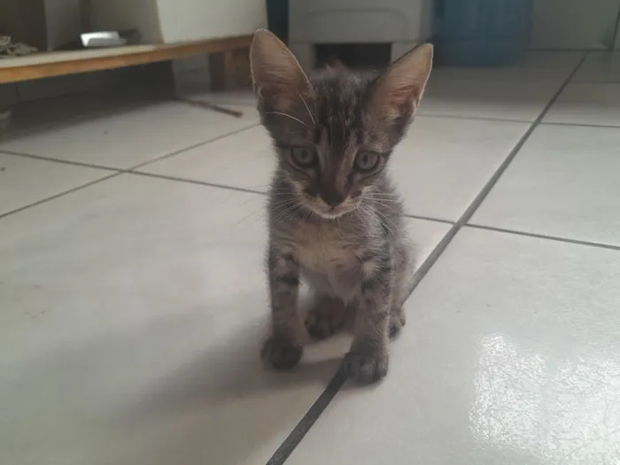 Gato raça Siamês idade 2 a 6 meses nome Tomca,Jerry,arroz e cockie 