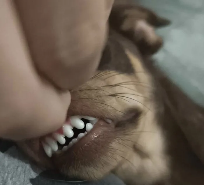 Cachorro raça SRD-ViraLata idade 1 ano nome Vhagar 