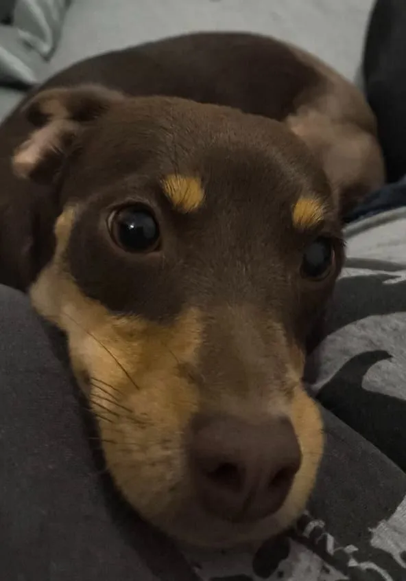 Cachorro raça SRD-ViraLata idade 1 ano nome Vhagar 